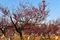 2026年5月湖州市正規(guī)的高桿紅梅/造型紅梅廠家推薦