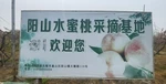 2026年5月有實力的果園直供水蜜桃/水蜜桃批發(fā)廠家推薦無錫綠滿枝農(nóng)業(yè)發(fā)展有限公司