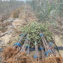 奉節(jié)蘋果樹樹苗批發(fā),蘋果樹苗哪里有賣
