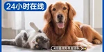 2026年口碑好的尋寵救助渠道售后無憂公司