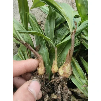 重慶璧山毛慈菇苗基地