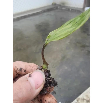 重慶璧山毛慈菇苗基地