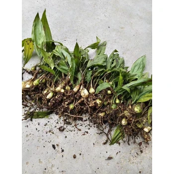 重慶璧山毛慈菇苗基地