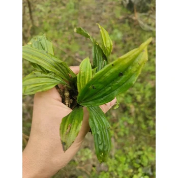 重慶璧山毛慈菇苗基地