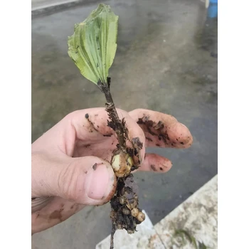 重慶璧山毛慈菇苗基地