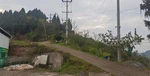 2026年7月佛手苗種植基地口碑推薦，四葉參種子/金果欖小苗/金果欖種苗/佛手枝條/黃精小苗，佛手苗繁殖基地找哪家
