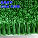 淘金草是什么草淘金草的規(guī)格參數(shù)說(shuō)明