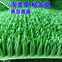 淘金人造草坪淘金毯粘金草粘金布淘金布收金毯吸金草