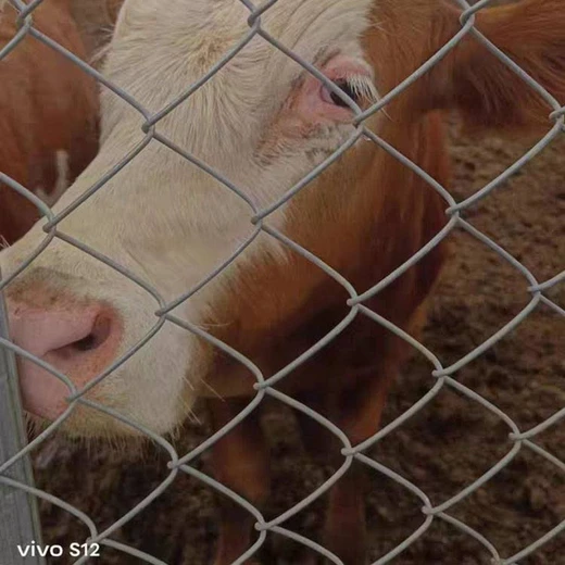 阿壩州熱鍍鋅圈地勾花網(wǎng)牧場(chǎng)打圍鋼絲圍網(wǎng)草場(chǎng)圈地勾花護(hù)欄網(wǎng)