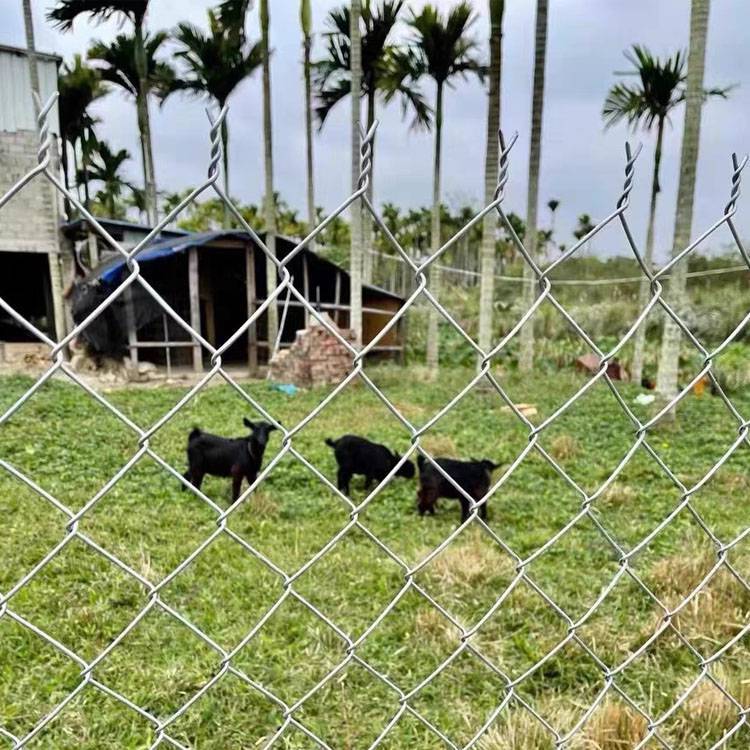 65755.jpg@750w_750h_90Q