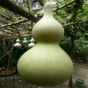 大酒葫蘆種子觀賞葫蘆種子新品種