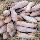 蜜本南瓜種子黃皮紅肉南瓜種子品種