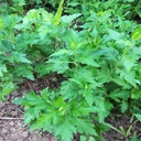 多年生菊花腦種苗南京名菜