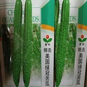 美國綠冠苦瓜種子商品性佳深受菜商青睞