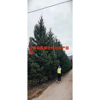 甘肅云杉，云杉發(fā)西藏新疆四川內(nèi)蒙鄂爾多斯