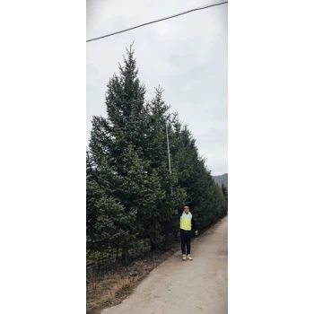 甘肅云杉發(fā)西藏，云杉正在批發(fā)