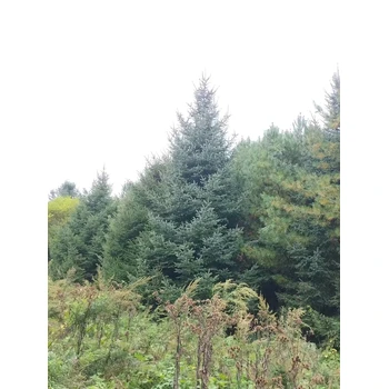 甘肅云杉2026年大量批發(fā)，云杉發(fā)云南