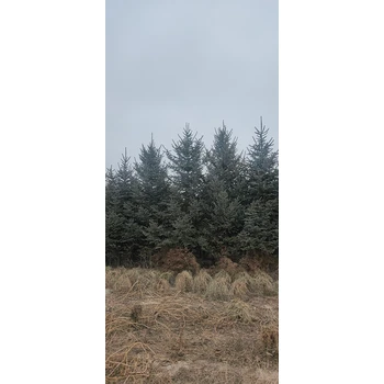 甘肅云杉2026年大量批發(fā)，云杉發(fā)西藏