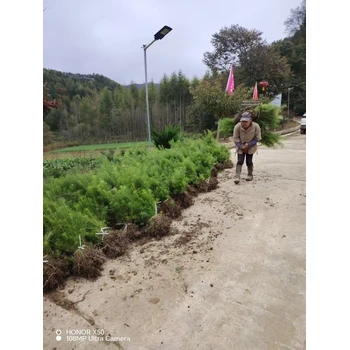 川西云杉川西云杉小苗川西云杉30公分以上