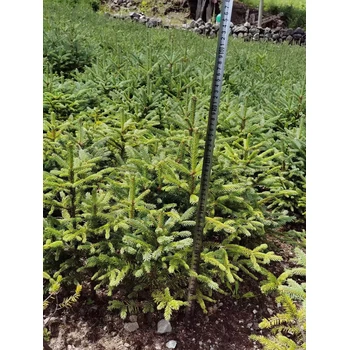 川西云杉，川西云杉30公分40公分50公分以上