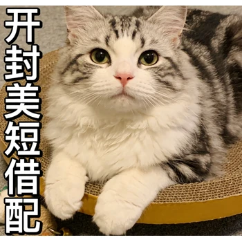 開(kāi)封哪里配貓開(kāi)封美短配貓借配