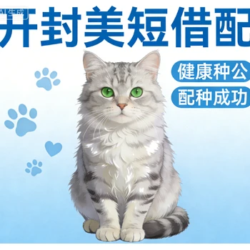 開(kāi)封美短加白公貓借配