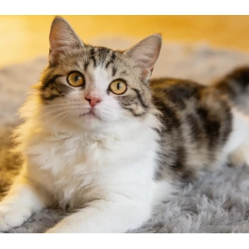 開(kāi)封美短貓借配美短起司美短加白公貓配種