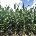 白城大安Z688高產(chǎn)玉米種