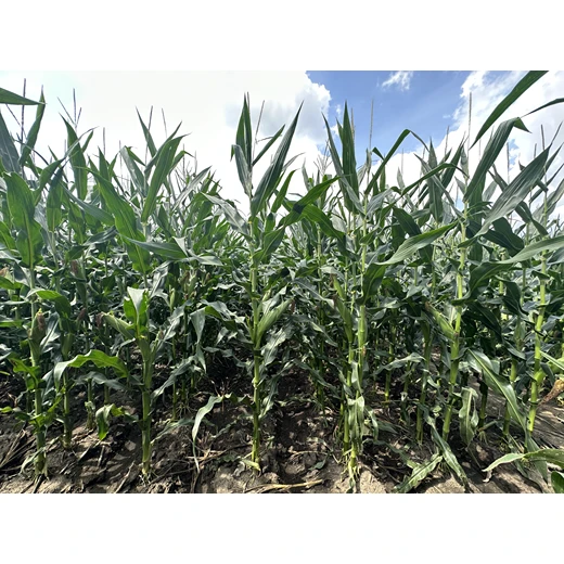 白城洮南市Z688高產(chǎn)玉米種