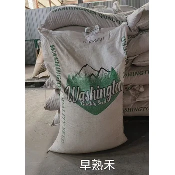 冷季節(jié)草坪草籽高羊茅護坡草便宜耐瘠薄土質