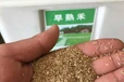 多年生草坪草籽发芽需要的温度适合湖滩地种植