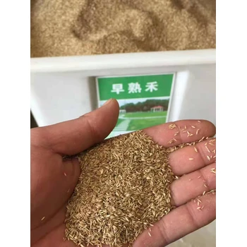 冷季節(jié)草坪草籽高羊茅護坡草便宜耐瘠薄土質