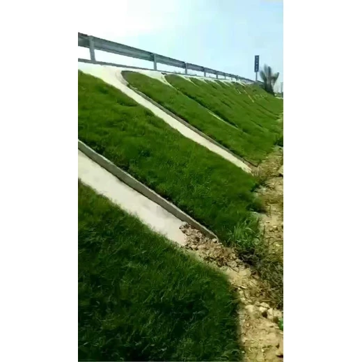 批發(fā)早熟禾草籽的價格和用途