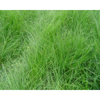 防止水土流失草籽品種購買渠道