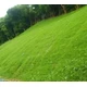 護(hù)坡草坪1