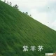 護坡紫羊茅
