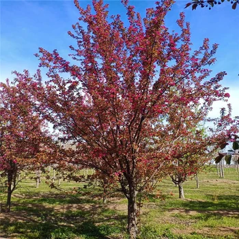 絢麗海棠產(chǎn)地23公分絢麗海棠價格16公分絢麗海棠價格