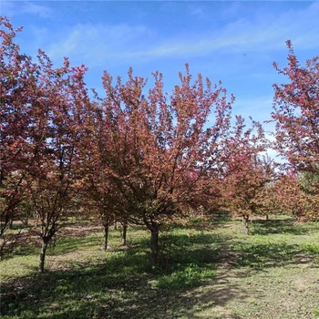 絢麗海棠種植技術(shù)5公分絢麗海棠價(jià)格6米高叢生絢麗海棠價(jià)格