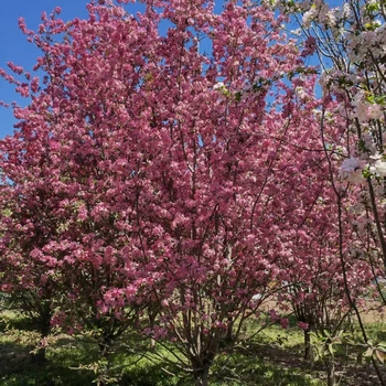 絢麗海棠產(chǎn)地23公分絢麗海棠價格16公分絢麗海棠價格