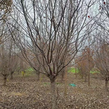 絢麗海棠產(chǎn)地23公分絢麗海棠價格16公分絢麗海棠價格