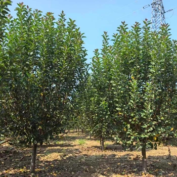 絢麗海棠種植技術(shù)5公分絢麗海棠價(jià)格6米高叢生絢麗海棠價(jià)格