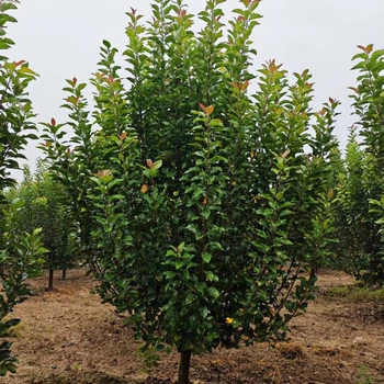 絢麗海棠產(chǎn)地23公分絢麗海棠價格16公分絢麗海棠價格