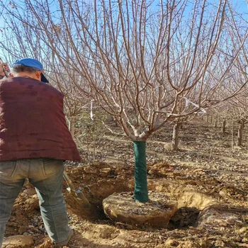 絢麗海棠產(chǎn)地23公分絢麗海棠價格16公分絢麗海棠價格