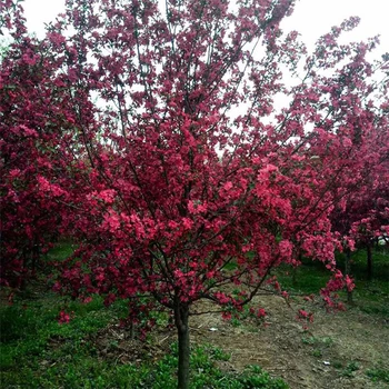 基地自產(chǎn)自銷29公分絢麗海棠價格10公分絢麗海棠價格