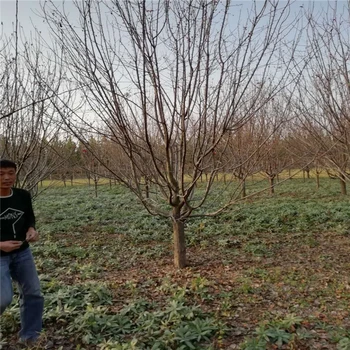 絢麗海棠種植技術(shù)5公分絢麗海棠價(jià)格6米高叢生絢麗海棠價(jià)格