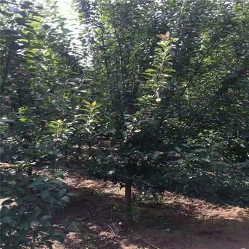 絢麗海棠種植技術(shù)5公分絢麗海棠價(jià)格6米高叢生絢麗海棠價(jià)格