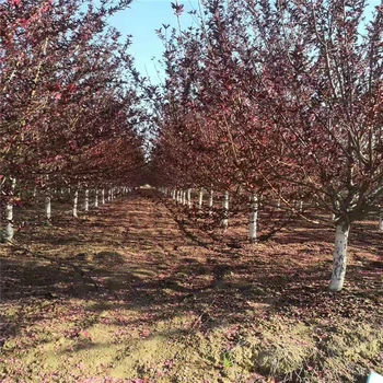 基地自產(chǎn)自銷29公分絢麗海棠價格10公分絢麗海棠價格