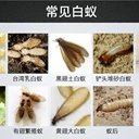 廣東家庭注意！白蟻婚飛季來襲，這份居家防蟻指南請收好
