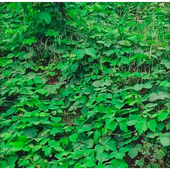 速生葛藤苗荒山復(fù)綠固坡品種