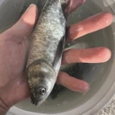 邯鄲魚苗養(yǎng)殖場草魚花鰱鯉魚苗